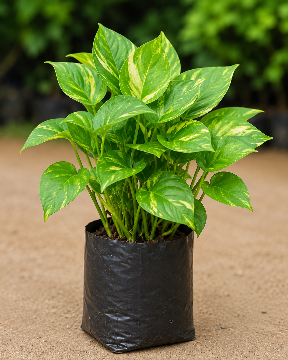 Money Plant