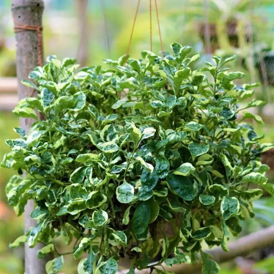Alternanthera Variegated - Image 2