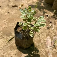 Alternanthera Variegated
