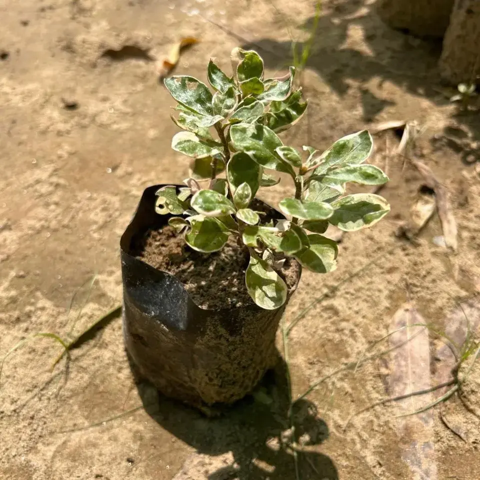 Alternanthera Variegated