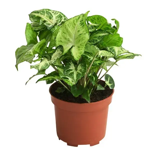 Syngonium green