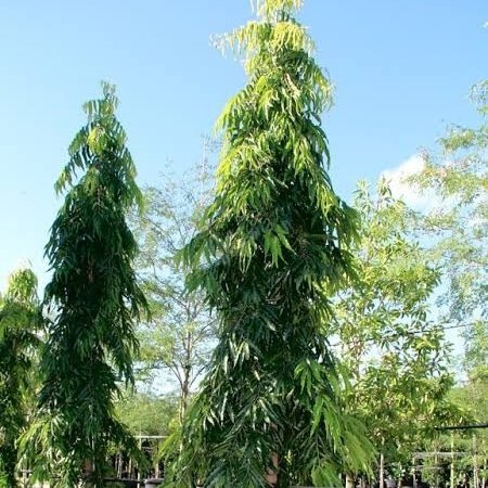Timber- Ashok - Image 2