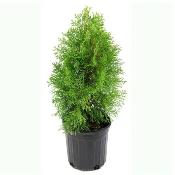 Morpankhi / Thuja in 8 Inch Nursery Pot