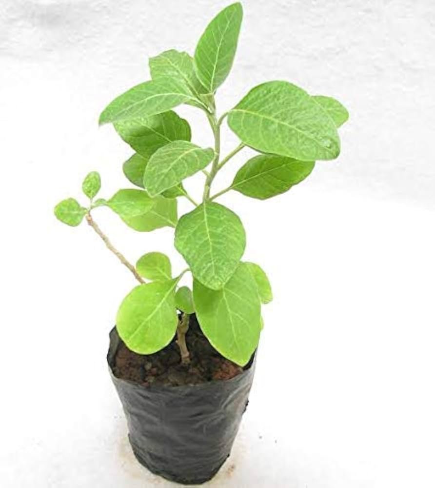 Medicinal plant-Aswagandha