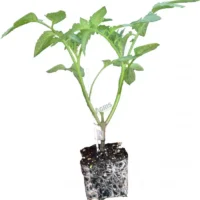 Tomato Plant (Hybrid, Pack of 1)