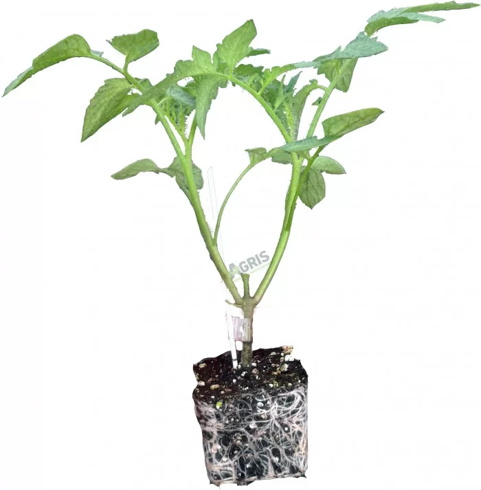 Tomato Plant (Hybrid, Pack of 1)