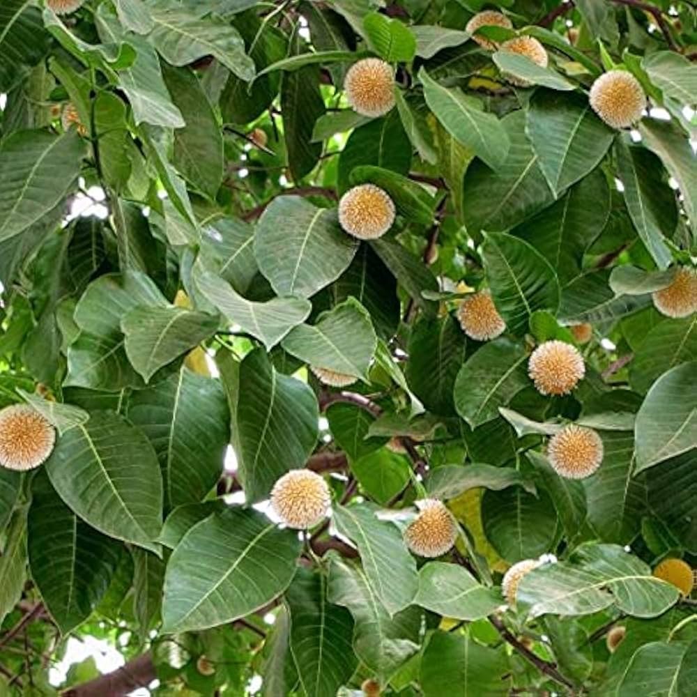 Timber-kadamb/kadam-Neolamarckia cadamba - Image 2