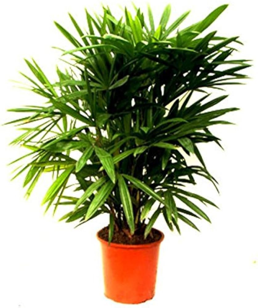 Palm-Rhapis Palm without pot (small)