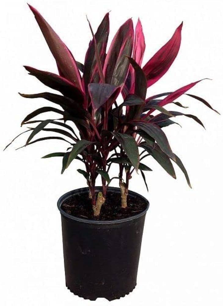 Dracaena Variegated in 8 Inch Nursery Pot