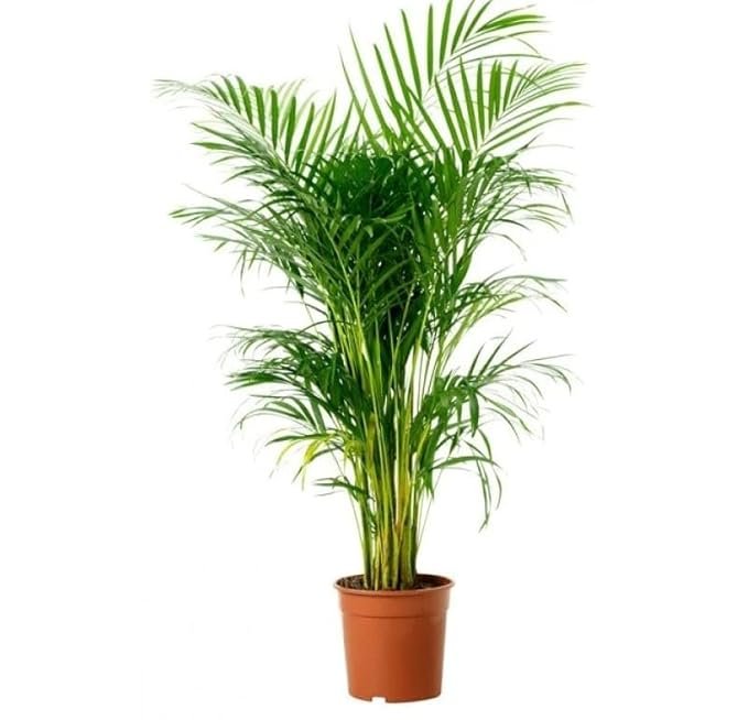 Palm- Areca Plant Live Indoor/outdoor Air Purifying