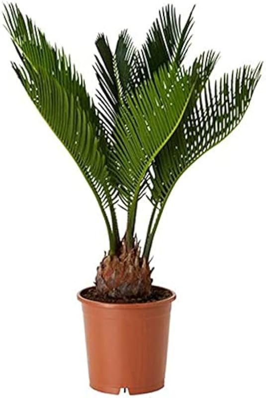 Palm-Sago / Cycas revolute Live Plant without pot
