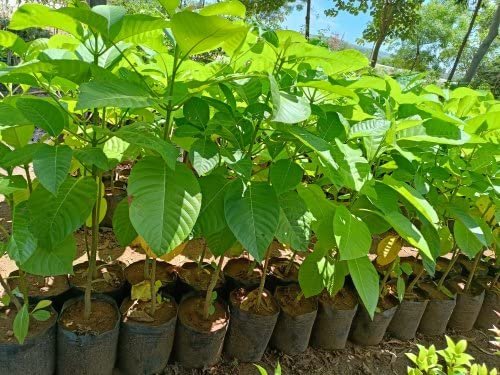 Timber-kadamb/kadam-Neolamarckia cadamba