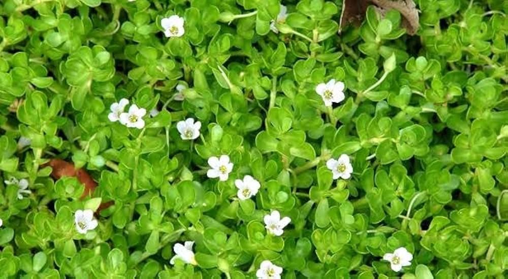 Medicinal plant-Brahmi - Image 2