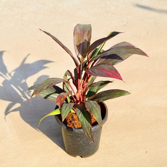 Dracaena Variegated in 8 Inch Nursery Pot - Image 2