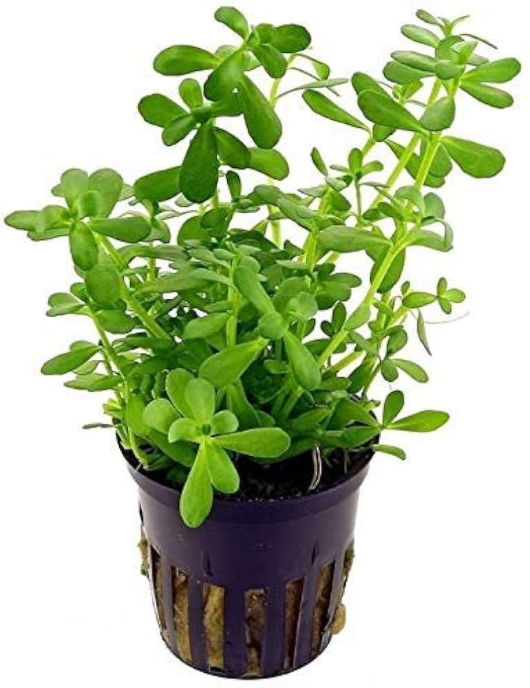 Medicinal plant-Brahmi