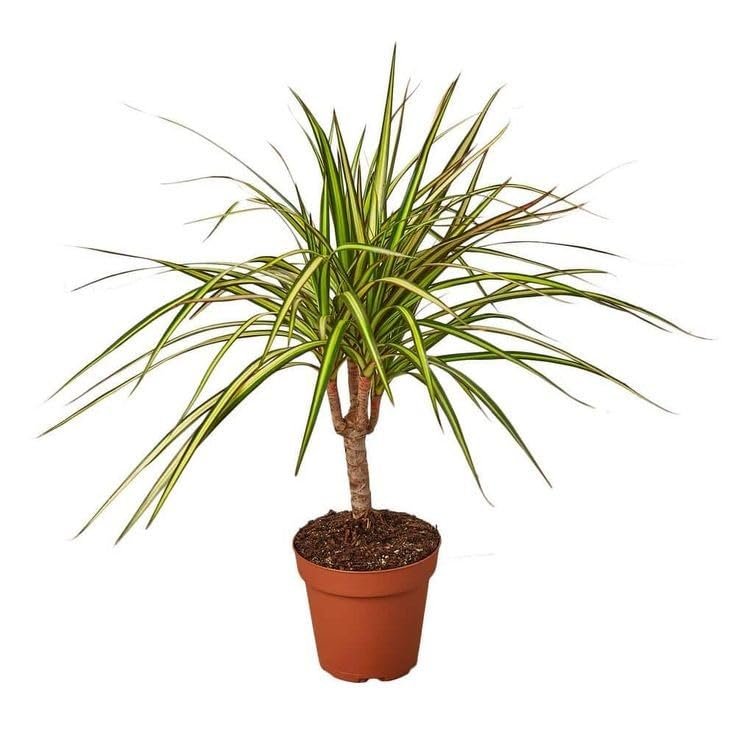 Dracaena Marginata Plant in 8 Inch Nursery Pot
