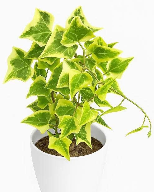 Ivy Plant Vine, in 4 inch nursery bag - Image 2