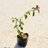 Bougainvillea in 5 inch nursery bag