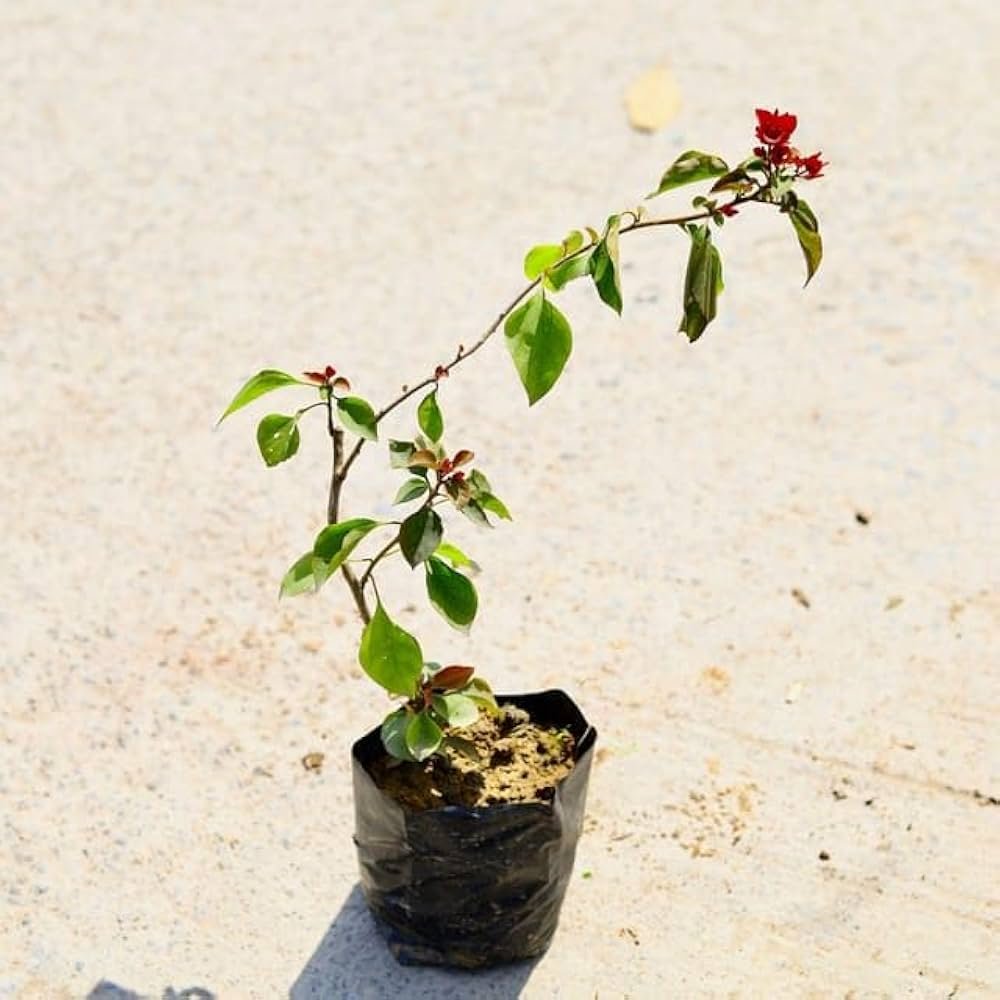 Bougainvillea in 5 inch nursery bag
