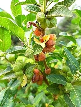 Medicinal plant-Aswagandha - Image 2