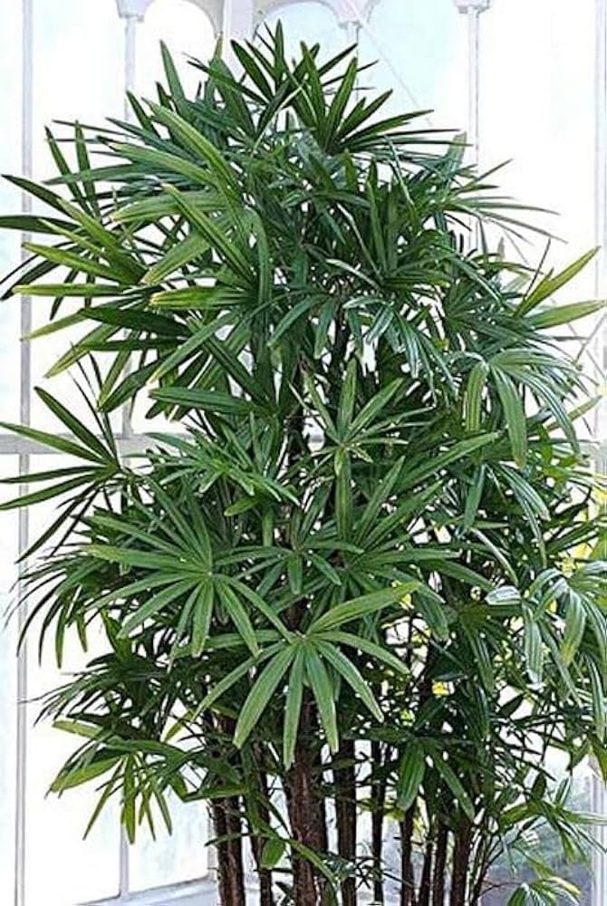Palm-Rhapis Palm without pot (small) - Image 2