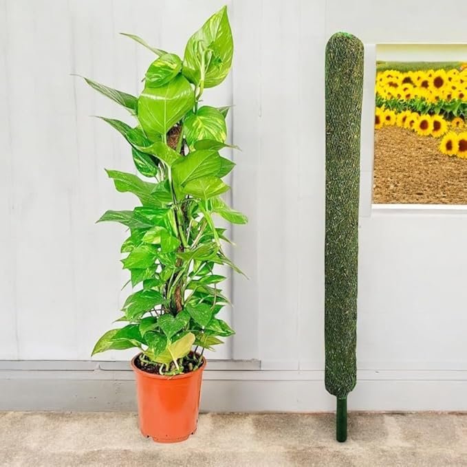 Plant Support Moss Stick, Green Grass Pole for Money Plant, Climbing Indoor Plants, 2 Ft - Image 2