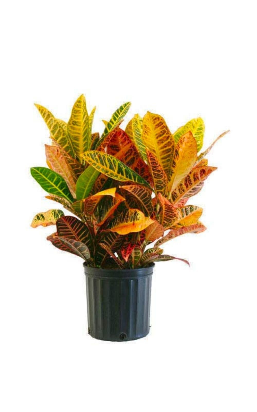 Croton Petra - in 6 inch nursery bag - Image 2