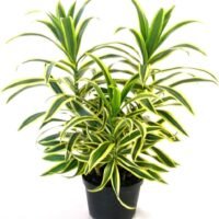 Song of India in 5 inch nursery pot