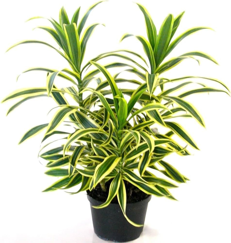 Song of India in 5 inch nursery pot