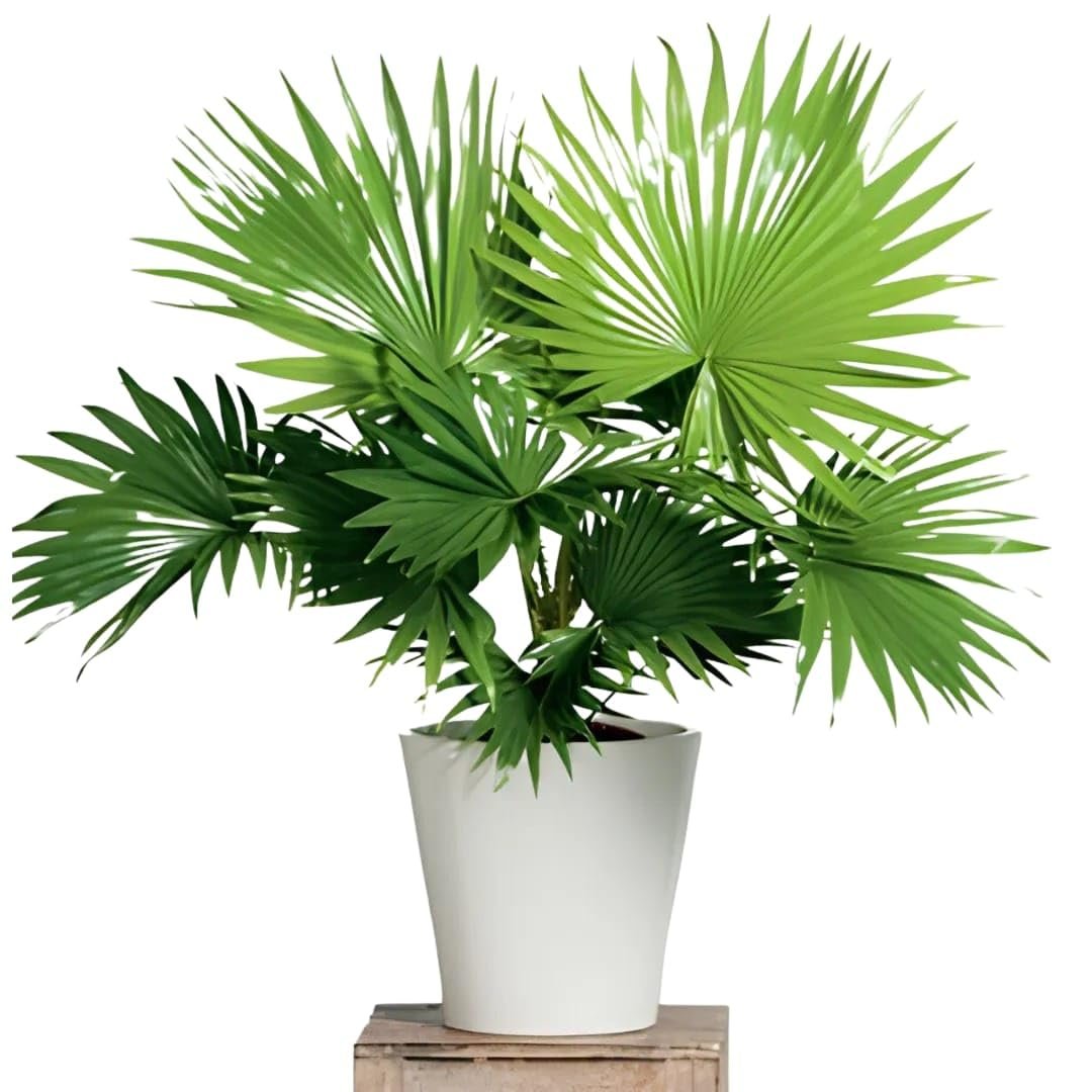 Palm- Chinese Fan Palms without pot