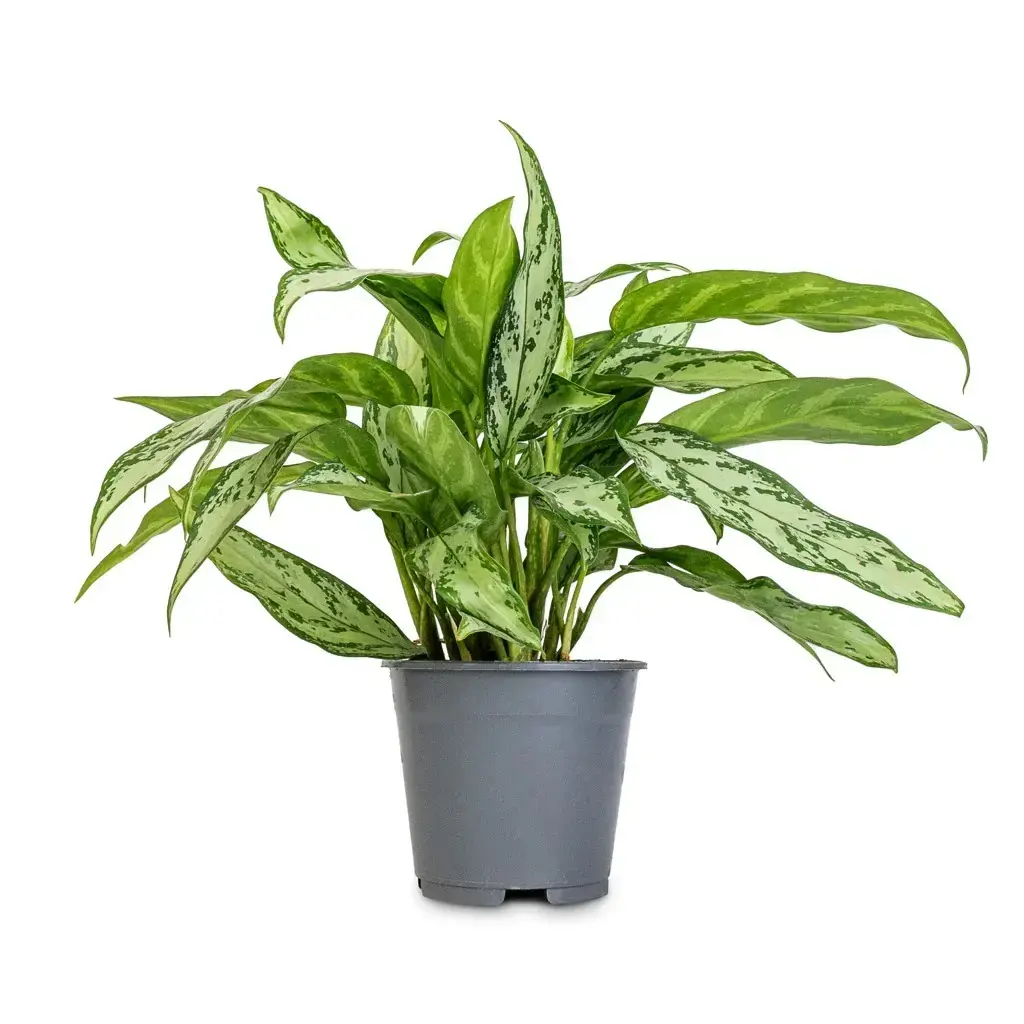 Algaonema in 5 inch nursery pot