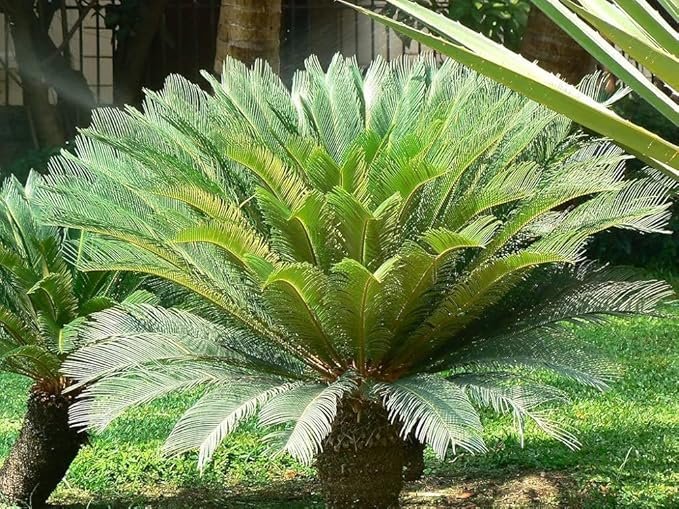Palm-Sago / Cycas revolute Live Plant without pot - Image 2