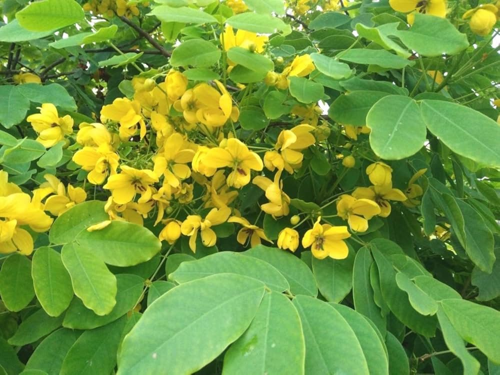 Timber-Amaltas Botanical name- Cassia fistula - Image 2