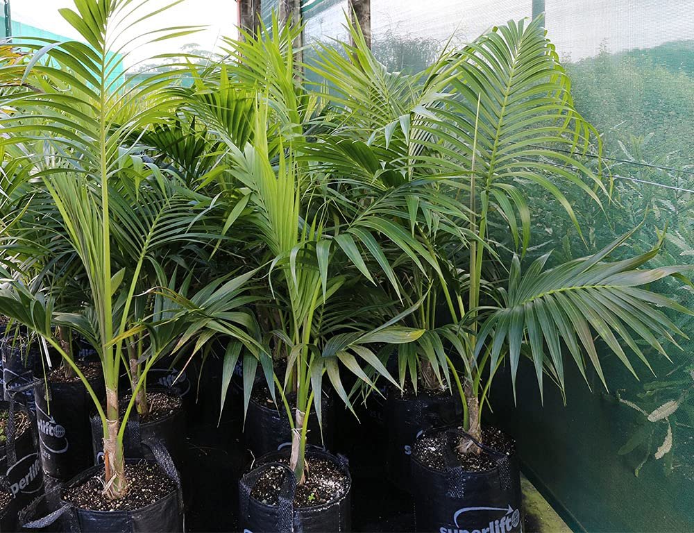 Palm- Kentia thatch Palm Plant