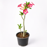 Adenium Pink in 6" Nursery Pot