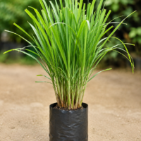 Lemon Grass Plant - in 4 inch nursery bag