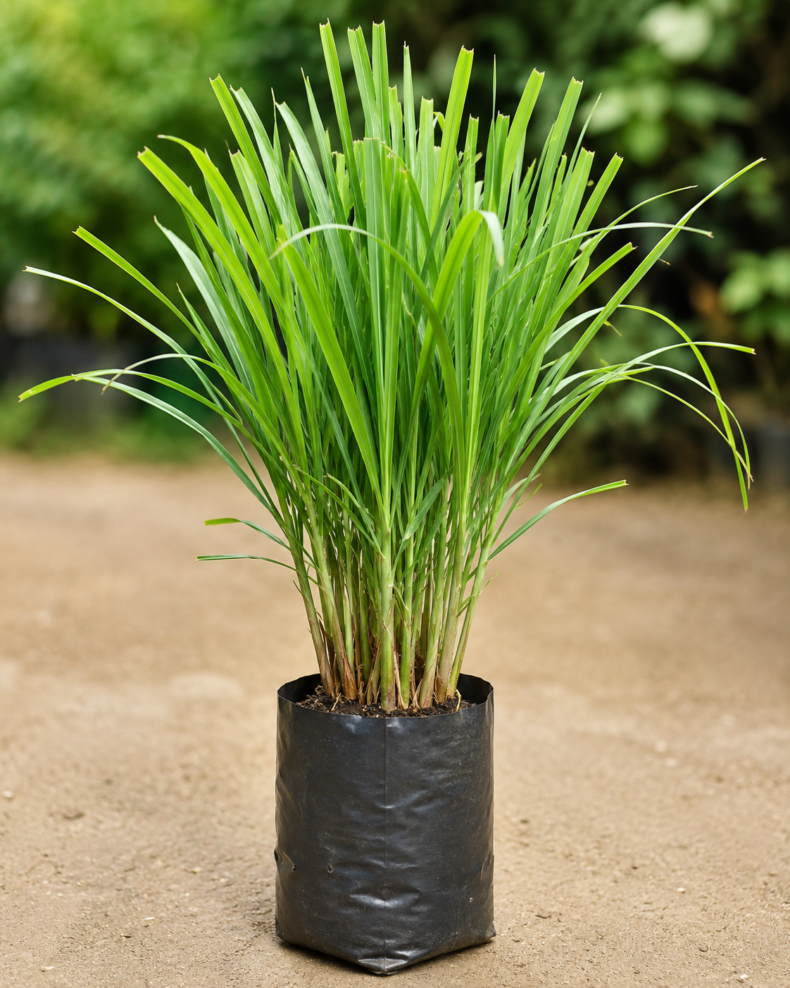 Lemon Grass Plant - in 4 inch nursery bag