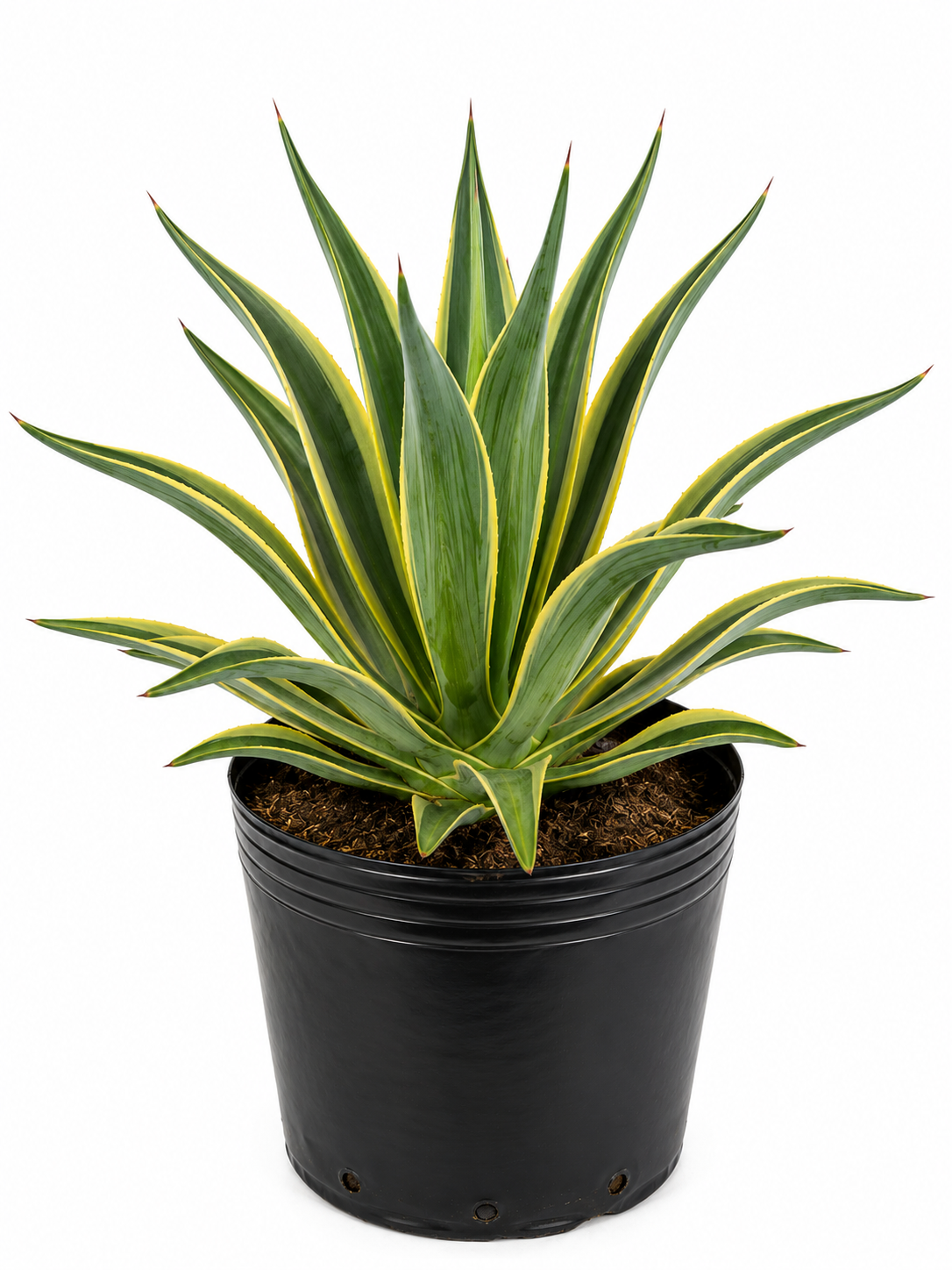 Agave / Century Plant in 8" Nursery Pot