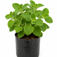 Ajwain Medicinal Plant in 4 inch nursery bag