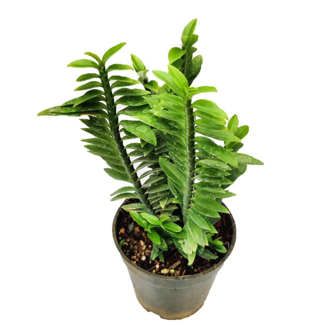 ZigZag plant, in 4 inch nursery bag