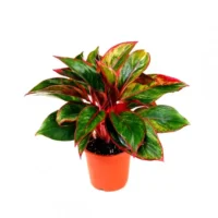 Aglaonema lipstick plant in 5 inch nursery pot