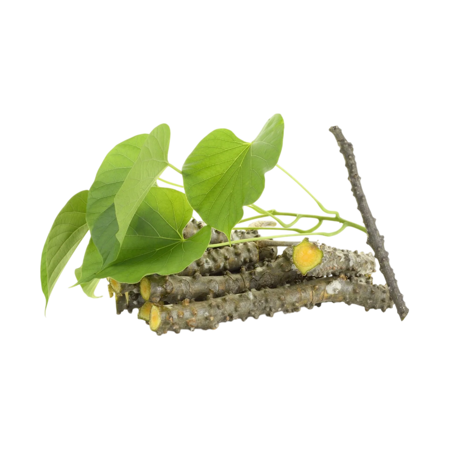 Medicinal plant-Giloy - Image 2