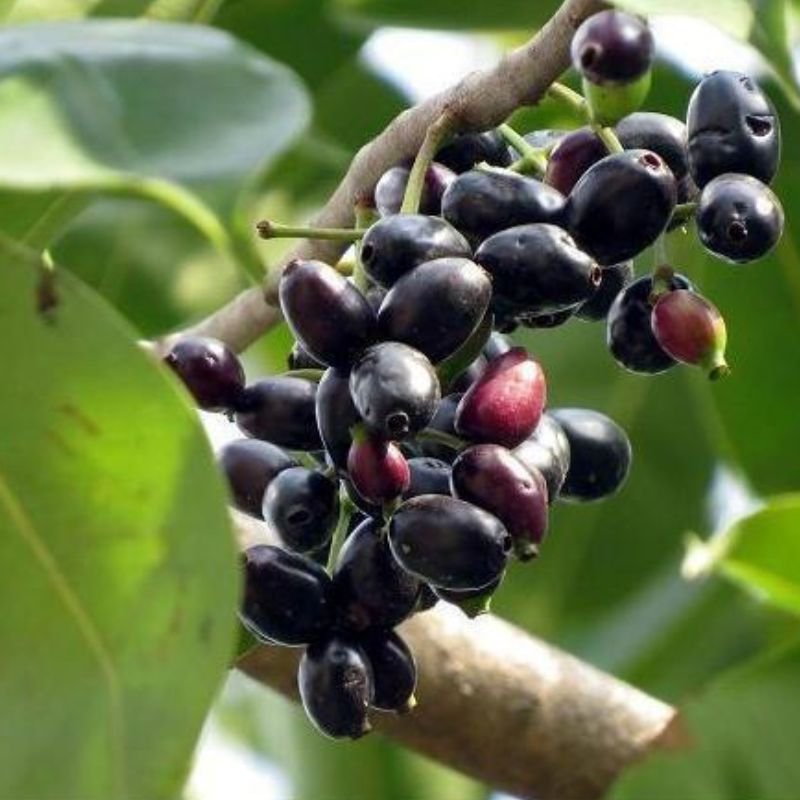 Timber-jamun/jaman - Image 2