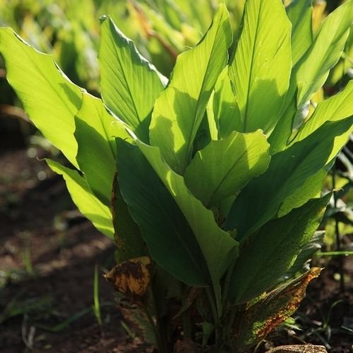 Medicinal plant-Haldi - Image 2