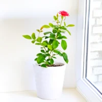Red Rose in 4 inch nursery bag