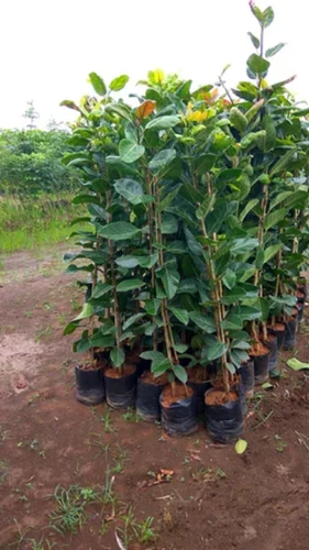 Timber-bargad/banyan