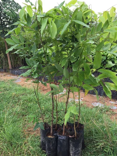 Timber-Amaltas Botanical name- Cassia fistula