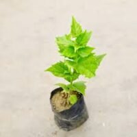 Harsingar in 4 inch nursery bag