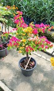 Bougainvillea in 5 inch nursery bag - Image 2