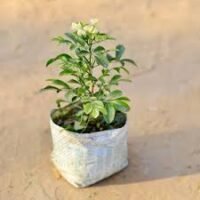 Madhu kamni in 4 inch nursery bag